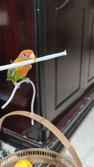 Chim Lovebird hơn 6 tháng. Mua bán Chim tại Quận Hồng Bàng Hải Phòng được đăng bởi Tuấn  hình 1