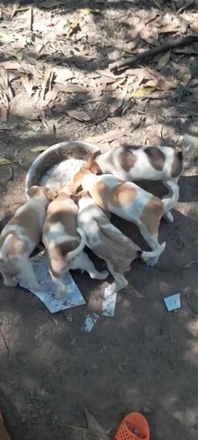 Chó con Nâu trắng Khỏe mạnh. Mua bán Chó tại Huyện Bắc Tân Uyên Bình Dương được đăng bởi Huỳnh Thị Ngọc Thắm hình 1