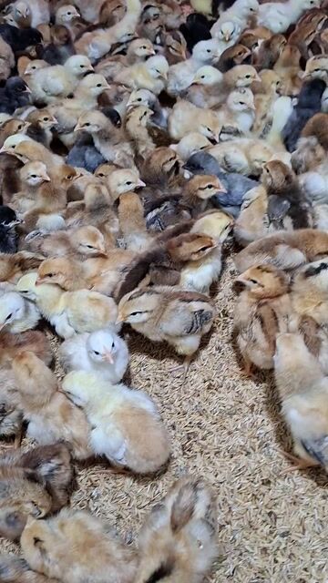 Gà ta thả vườn Bến Tre 10 ngày đã chích vắc xin. Mua bán Gà tại Quận 12 Tp Hồ Chí Minh được đăng bởi Lê Thị Hảo hình 1
