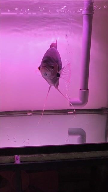 Cá hồng kỳ phát tài 35cm. Mua bán Thú cưng khác tại Thị xã Tân Uyên Bình Dương được đăng bởi Cảnh pu hình 1