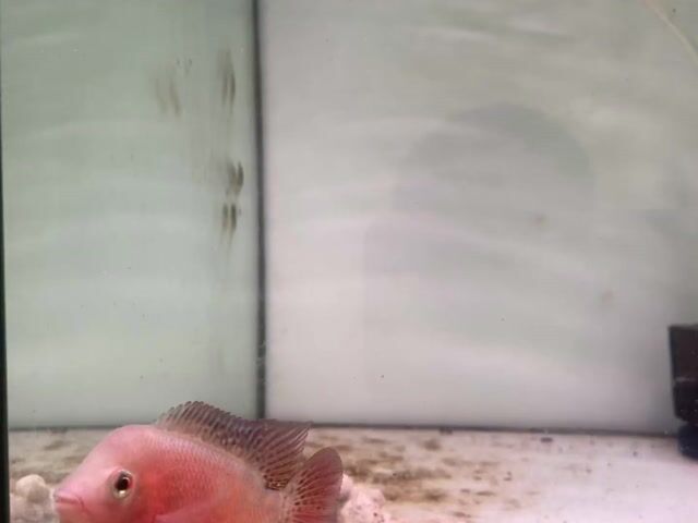 Cá La Hán Khỉ Đỏ - Superredmonkey Size Ngón Cái. Mua bán Thú cưng khác tại Thành phố Mỹ Tho Tiền Giang được đăng bởi Loca Farm hình 1