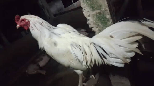 Gà chọi Trắng 2.8kg. Mua bán Gà tại Huyện Châu Thành Bến Tre được đăng bởi Gà nòi bến tre  hình 1