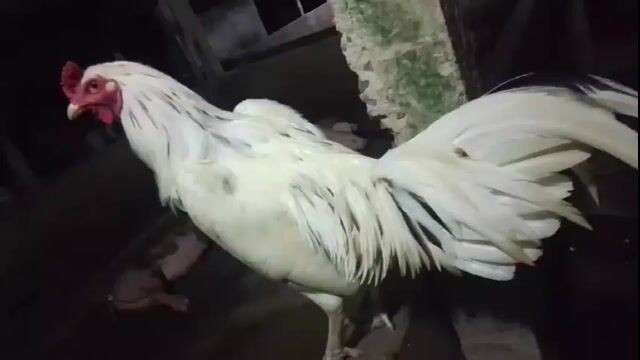 Gà chọi Trắng 2.8kg. Mua bán Gà tại Huyện Châu Thành Bến Tre được đăng bởi Gà nòi bến tre  hình 1
