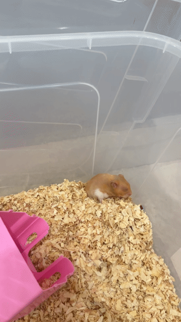 Hamster Bear Vàng kem 4 tháng vs đồ đạc. Mua bán Thú cưng khác tại Thành phố Thủ Đức Tp Hồ Chí Minh được đăng bởi Khánh Băng hình 1
