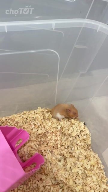 Hamster Bear Vàng kem 4 tháng vs đồ đạc. Mua bán Thú cưng khác tại Thành phố Thủ Đức Tp Hồ Chí Minh được đăng bởi Khánh Băng hình 1