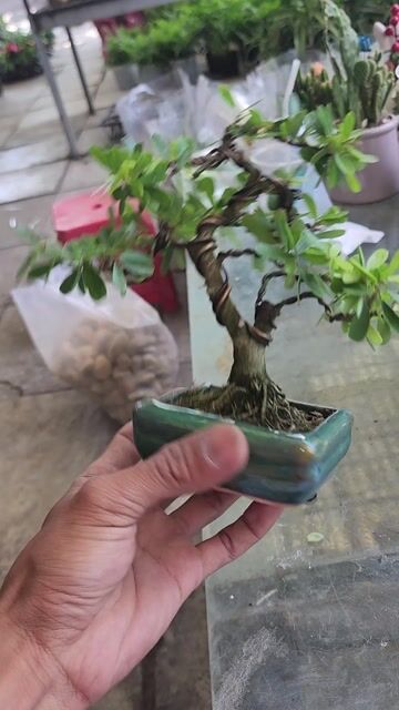 Cây cảnh Linh sam siêu bong Mini để bàn. Mua bán Cây cảnh, đồ trang trí tại Huyện Nhà Bè Tp Hồ Chí Minh được đăng bởi Lão Nông hình 1