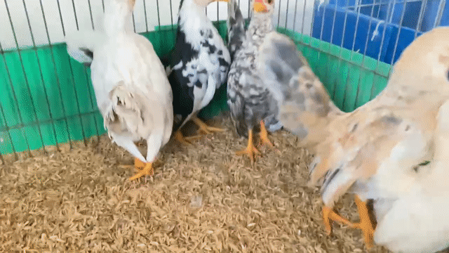 Bầy Gà Serama 2-3 tháng. Mua bán Gà tại Quận Tân Bình Tp Hồ Chí Minh được đăng bởi Nguyễn Chiến Thắng hình 1