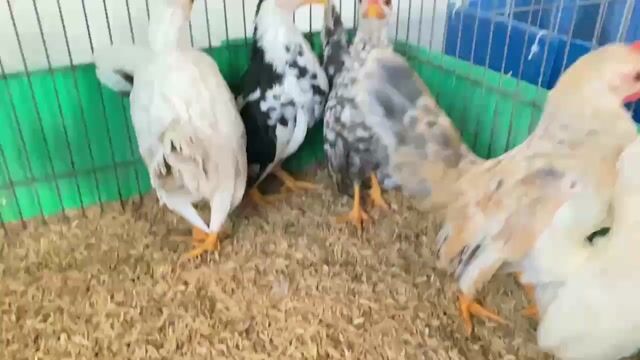 Bầy Gà Serama 2-3 tháng. Mua bán Gà tại Quận Tân Bình Tp Hồ Chí Minh được đăng bởi Nguyễn Chiến Thắng hình 1