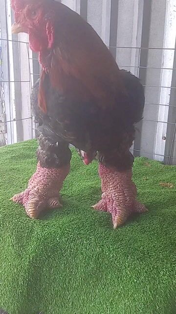 🇻🇳Gà già chân khủng 4,5kg đến 5,5kg ❤❤