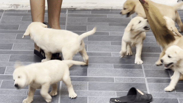 Dòng chó Labrador baby thông minh thân thiện. Chó. Mua bán Chó tại Huyện Phúc Thọ Hà Nội được đăng bởi Tuyên hình 1