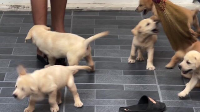 Dòng chó Labrador baby thông minh thân thiện. Chó. Mua bán Chó tại Huyện Phúc Thọ Hà Nội được đăng bởi Tuyên hình 1