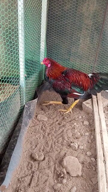 Gà giống 3 con chưa mở mỏ. Mua bán Gà tại Huyện Gia Lâm Hà Nội được đăng bởi Tra hình 1