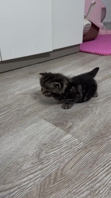 Mèo Anh chân lùn lông ngắn gần 2 tháng. Mua bán Mèo tại Quận Tân Bình Tp Hồ Chí Minh được đăng bởi Pon Võ hình 1