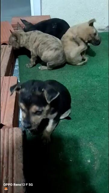 Chó Phú Quốc lai màu vện. Mua bán Chó tại Huyện Đất Đỏ Bà Rịa - Vũng Tàu được đăng bởi Po Lê hình 1
