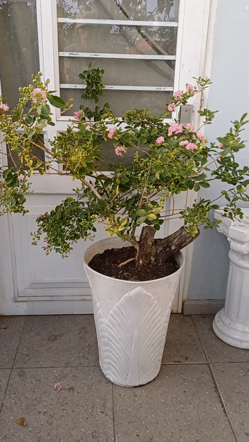 Cây Tường vi bonsai gốc lũa lớn đang hoa & siêu nụ. Mua bán Cây cảnh, đồ trang trí tại Quận Tân Bình Tp Hồ Chí Minh được đăng bởi Bonsai và Chậu xưa hình 1
