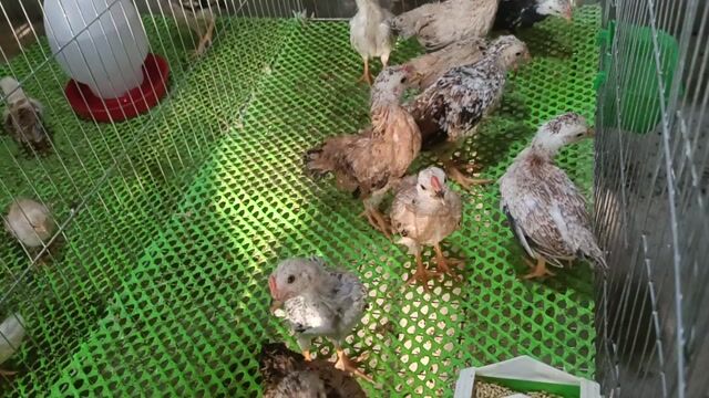 Gà tre gần 3 tháng. Mua bán Gà tại Thành phố Thuận An Bình Dương được đăng bởi Thai Nguyen hình 1