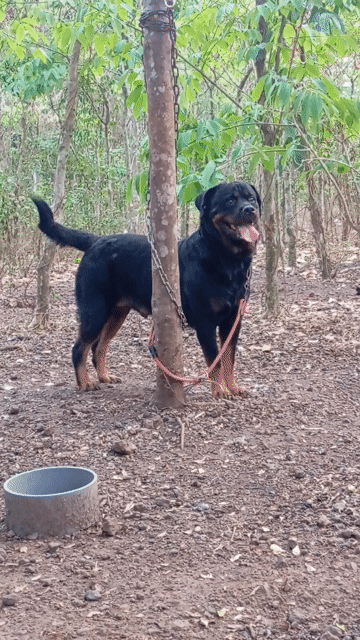 Chó Rottweiler cái đã sinh sản. Mua bán Chó tại Huyện Trảng Bom Đồng Nai được đăng bởi Trần Văn lưu hình 1
