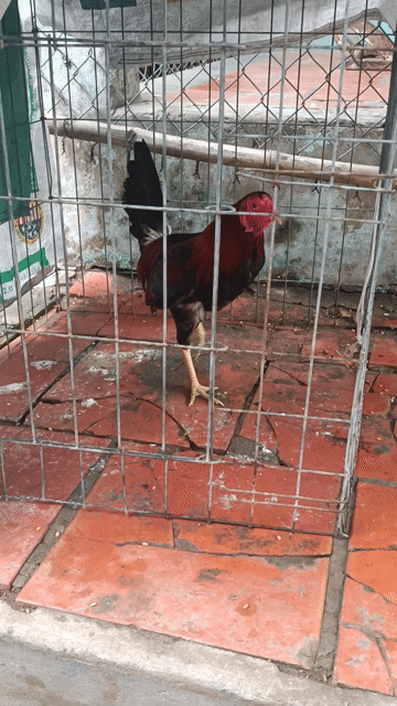 Gà chọi Điều chân trắng Đực. Mua bán Gà tại Huyện Châu Thành Đồng Tháp được đăng bởi Cu Bùi Nguyễn hình 1