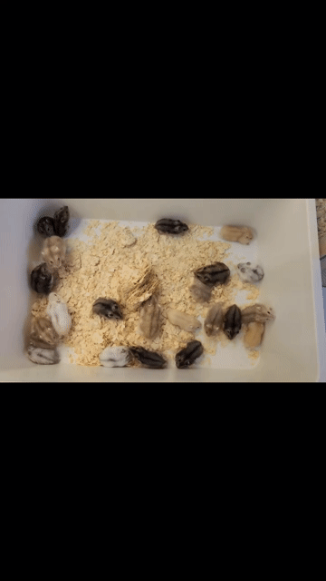 Chuột Hamster Winter White . Mua bán Thú cưng khác tại Quận Cái Răng Cần Thơ được đăng bởi Hammie Heamster hình 1