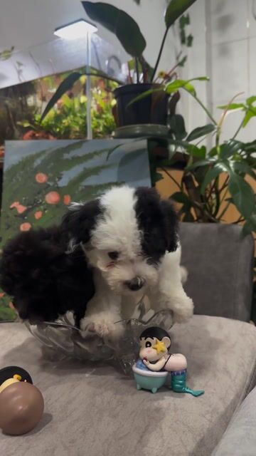 Chó Poodle tiny Bò Xám. Mua bán Chó tại Quận Bình Thạnh Tp Hồ Chí Minh được đăng bởi Manh Hung hình 1