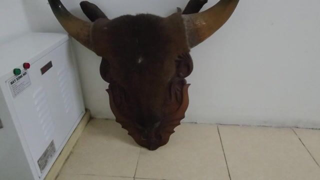Đầu bò treo tường. Mua bán Cây cảnh, đồ trang trí tại Thành phố Vinh Nghệ An được đăng bởi Nam Vo hình 1