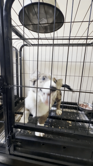 Chó Corgi Cardigan 4.5 tháng 3 mũi. Mua bán Chó tại Quận Gò Vấp Tp Hồ Chí Minh được đăng bởi Trần Quý Tài hình 1