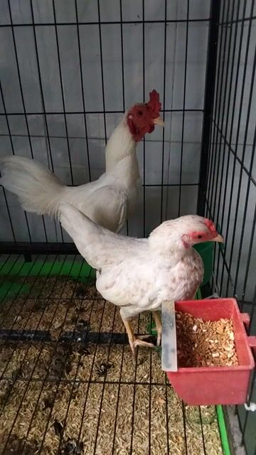 Gà Trắng cả hai. Mua bán Gà tại Quận 12 Tp Hồ Chí Minh được đăng bởi Long  hình 1