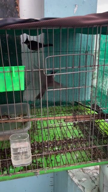 thanh lý 8 con chim bẫy đói. Mua bán Chim tại Huyện Bình Chánh Tp Hồ Chí Minh được đăng bởi Thuận  hình 1