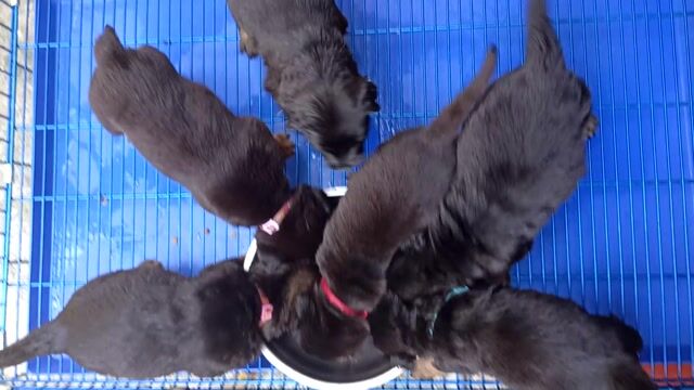 Cần rả các em bé chó. Mua bán Chó tại Huyện Cai Lậy Tiền Giang được đăng bởi Huy Nguyen hình 1