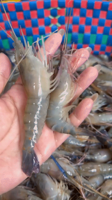 Tôm tươi 30-40 con/kg. Mua bán Đồ ăn, thực phẩm và các loại khác tại Quận Bình Thuỷ Cần Thơ được đăng bởi Cẩm Thúy hình 1