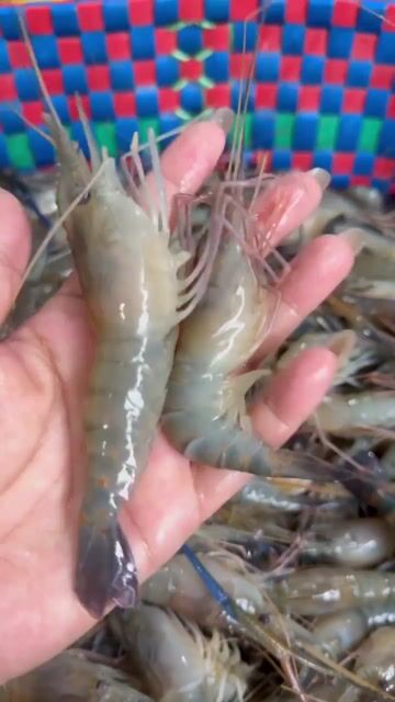 Tôm tươi 30-40 con/kg. Mua bán Đồ ăn, thực phẩm và các loại khác tại Quận Bình Thuỷ Cần Thơ được đăng bởi Cẩm Thúy hình 1