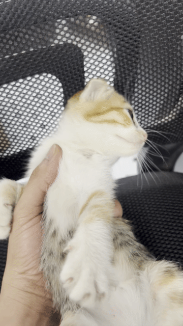 Mèo lai Mini tai cụp cái Tam thể. Mua bán Mèo tại Huyện Hoài Đức Hà Nội được đăng bởi Nguyễn Đình Hoan hình 1
