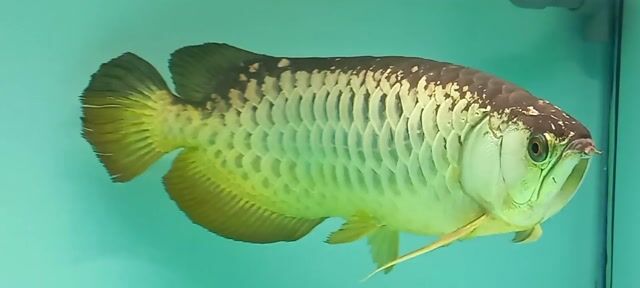 Cá cảnh Kim long Bối sumo vàng size 65 đo thước. Mua bán Thú cưng khác tại Quận 12 Tp Hồ Chí Minh được đăng bởi Trung Thành  hình 1