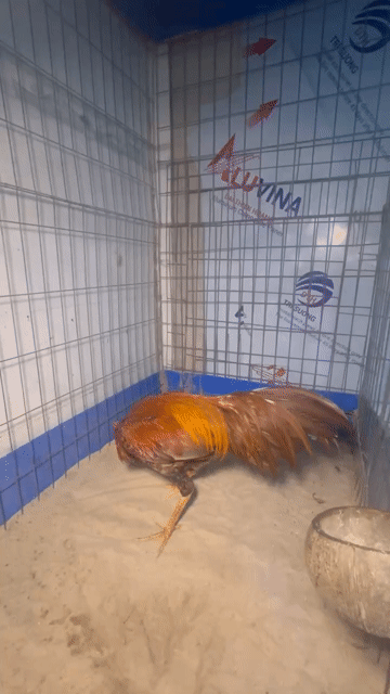 Gà trống Peru Mỹ Nâu đỏ 2.6kg. Mua bán Gà tại Quận 7 Tp Hồ Chí Minh được đăng bởi Bé Mũ hình 1