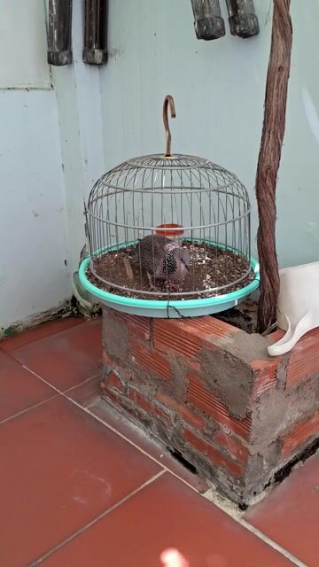 CU GÁY MỒI. Mua bán Chim tại Quận Tân Phú Tp Hồ Chí Minh được đăng bởi CUGAY DAKLAK hình 1