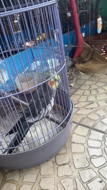 Vẹt Cockatiel hơn 1 tuổi. Mua bán Chim tại Quận 11 Tp Hồ Chí Minh được đăng bởi Nguyen Hoang hình 1