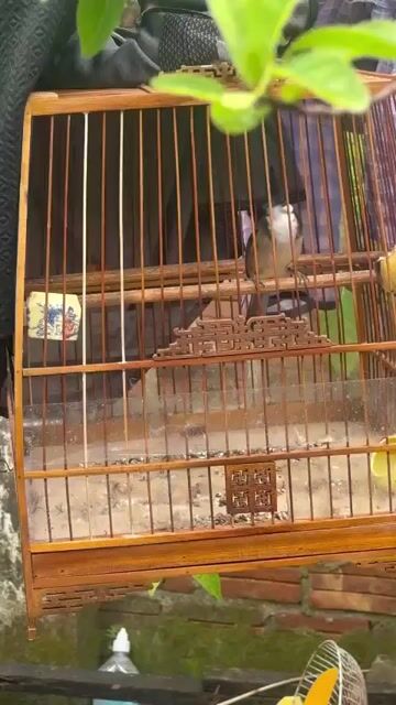 combo bẫy đói. Mua bán Chim tại Quận Sơn Trà Đà Nẵng được đăng bởi Đoàn Văn Tâm hình 1