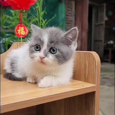 Mèo munchkin chân lùn bicolor đực cái giá rẻ. Mua bán Mèo tại Thành phố Thủ Đức Tp Hồ Chí Minh được đăng bởi Âu Minh Huy hình 1