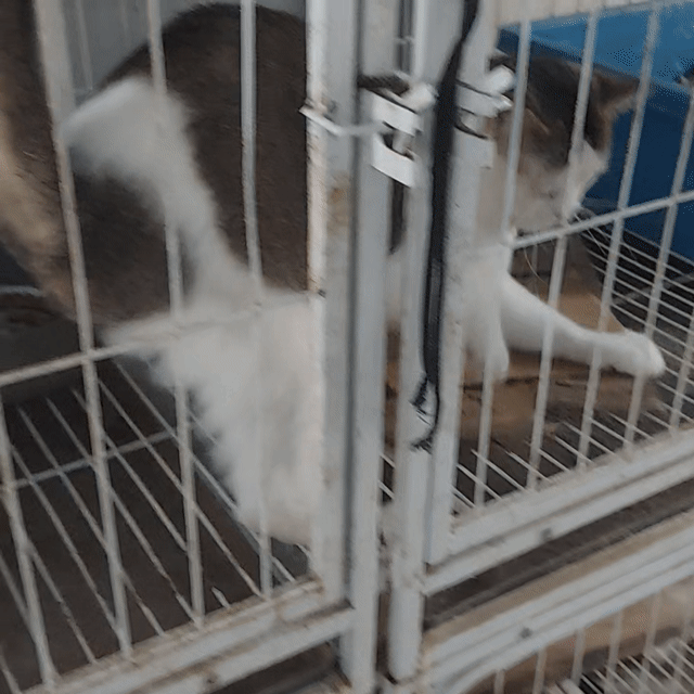 Mèo Anh lông ngắn trưởng thành đực. Mua bán Mèo tại Quận Nam Từ Liêm Hà Nội được đăng bởi Nguyễn xuân phương hình 1