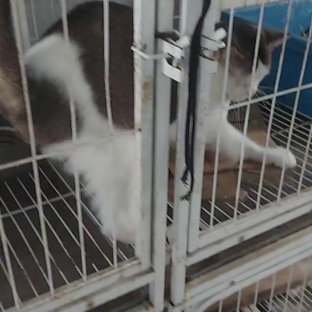 Mèo Anh lông ngắn trưởng thành đực. Mua bán Mèo tại Quận Nam Từ Liêm Hà Nội được đăng bởi Nguyễn xuân phương hình 1