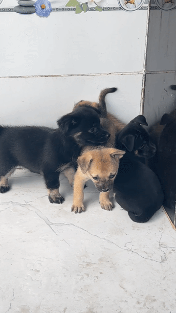 Chó Lai Pug Đen Nâu. Mua bán Chó tại Thành phố Rạch Giá Kiên Giang được đăng bởi Hieu Vo Minh hình 1