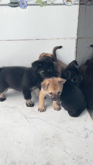 Chó Lai Pug Đen Nâu. Mua bán Chó tại Thành phố Rạch Giá Kiên Giang được đăng bởi Hieu Vo Minh hình 1
