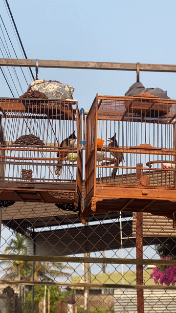 Chim cảnh đực thuần. Mua bán Chim tại Huyện Krông A Na Đắk Lắk được đăng bởi Phạm Phi Giao hình 1