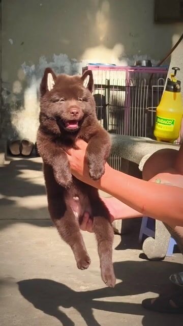 Chó Mông Cộc Đực Nâu Đỏ Tím Đậm Màu Chuẩn Giống . Mua bán Chó tại Quận Gò Vấp Tp Hồ Chí Minh được đăng bởi Shop SH Và Chó Cộc Sài Gòn hình 1