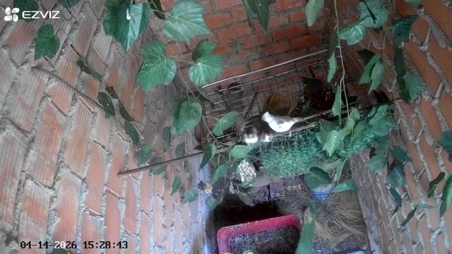 Chim chào mào non Đực, Cái. Mua bán Chim tại Thành phố Biên Hòa Đồng Nai được đăng bởi Love hình 1