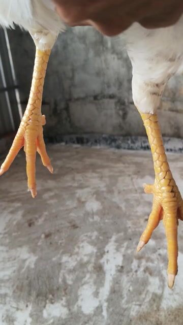 Gà cảnh Mái Thái Mỹ màu Trắng. Mua bán Gà tại Thị xã Vĩnh Châu Sóc Trăng được đăng bởi Hoàng Đỗ hình 1