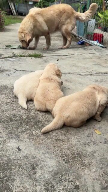 chó golden retriever baby. Mua bán Chó tại Quận Bình Thạnh Tp Hồ Chí Minh được đăng bởi ViVi hình 1