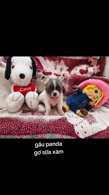Chó Chihuahua cái 2 tháng bò sữa xám đã tiêm. Mua bán Chó tại Quận 8 Tp Hồ Chí Minh được đăng bởi Chihuahua nhà ZoZo hình 1
