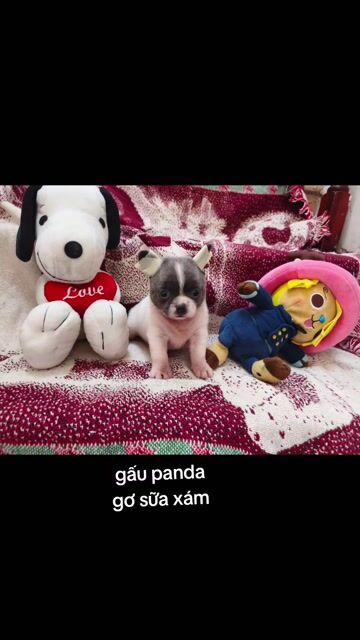 Chó Chihuahua cái 2 tháng bò sữa xám đã tiêm. Mua bán Chó tại Quận 8 Tp Hồ Chí Minh được đăng bởi Chihuahua nhà ZoZo hình 1