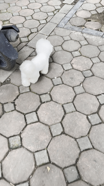 Chó Bichon đực 2 tuổi Trắng. Mua bán Chó tại Quận Thanh Xuân Hà Nội được đăng bởi phan lê hùng  hình 1